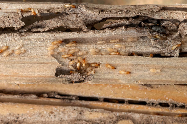 Best Affordable Pest Control Services  in Bagdad, FL